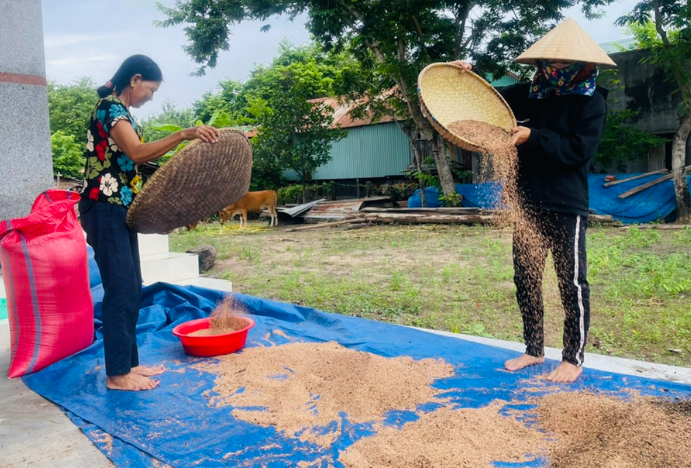 Nông dân khu vực Đông Nam tỉnh Gia Lai trúng mùa mè