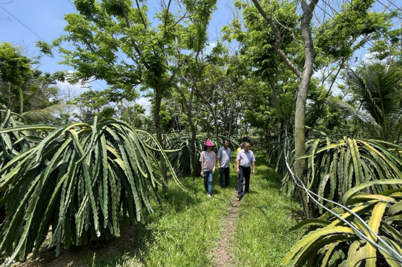 Bình Thuận xây dựng 'chuỗi thanh long xanh'