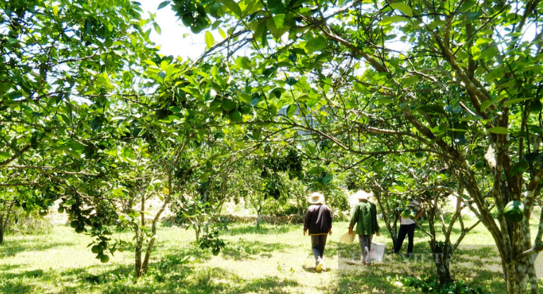 Nông thôn mới Tiên Phước ở Quảng Nam, làm ra tiền từ kinh tế vườn, có nhà thu cả trăm triệu/năm