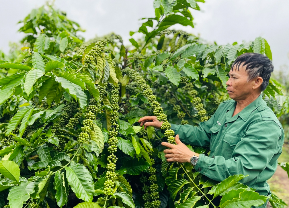 Làm giàu từ mô hình sản xuất nông nghiệp hữu cơ