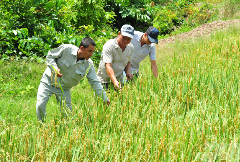 Khuyến cáo nông dân không phá hợp đồng, bán 'lúa non'