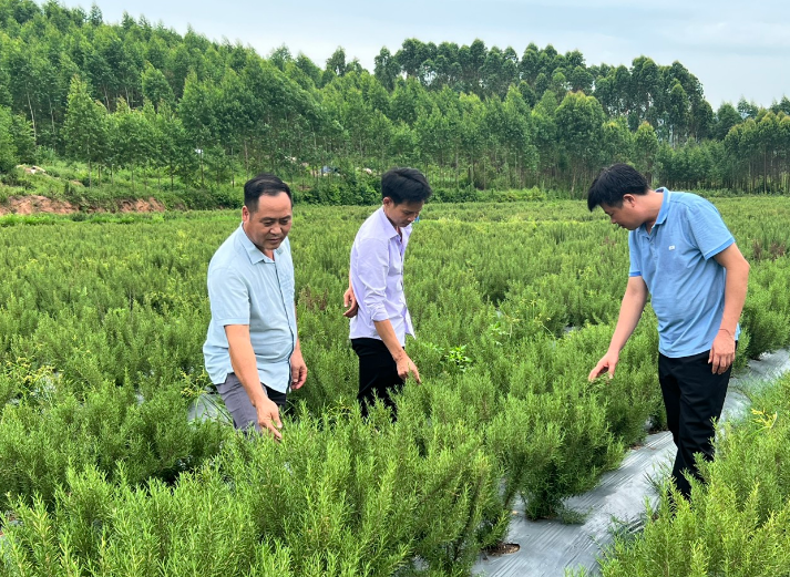 Hương thảo là cây gì mà một nông dân Bắc Giang trồng rồi cắt cành, lá bán hết cho doanh nghiệp, thu lãi cao?