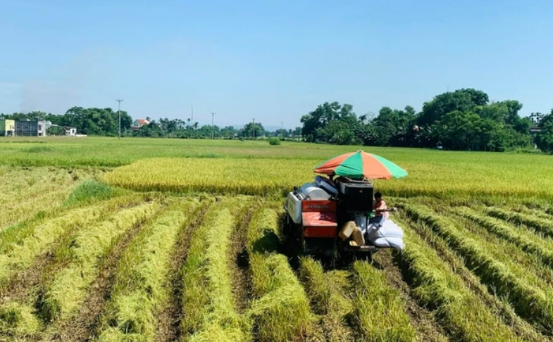 Diện tích, năng suất lúa hè thu giảm, nhưng ai cũng vui