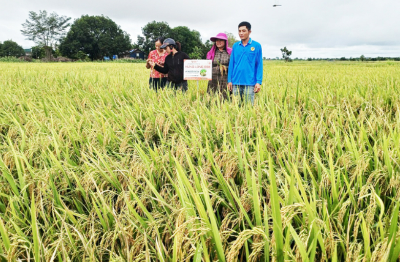 Mới lên Tây Nguyên, Hưng Long 555 đã 'đắt hàng như tôm tươi'