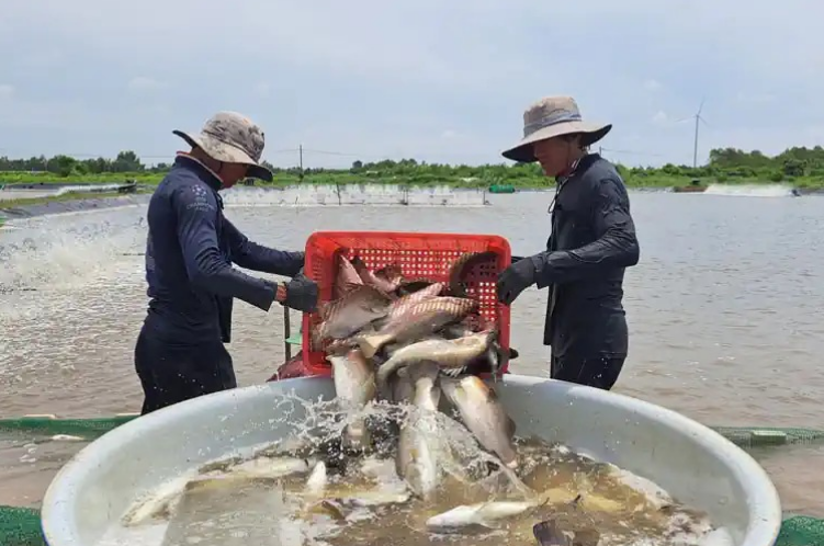 Ở ĐBSCL lúc này tôm xuống giá mà một loại cá chắc thịt lại "lên đời", hễ nhà nào kéo bán là trúng