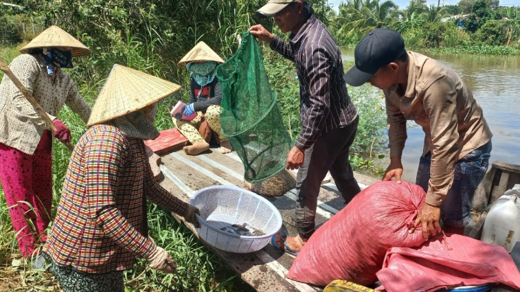 Nước lũ đổ về nhiều hơn, dân vùng Đồng Tháp Mười ở Long An tấp nập ra đồng bắt cá tôm