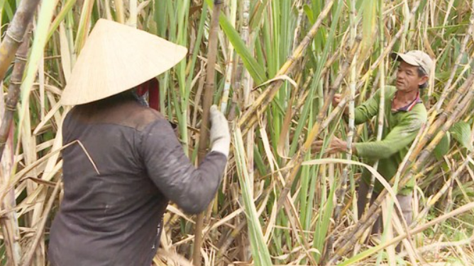 Cây mía miền Tây... “hết ngọt”