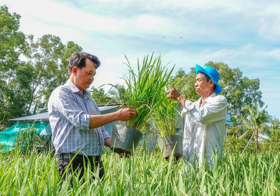 Lão nông miền Tây trồng 10.000 chậu lúa sẵn sàng trưng bày trong lễ hội lúa gạo