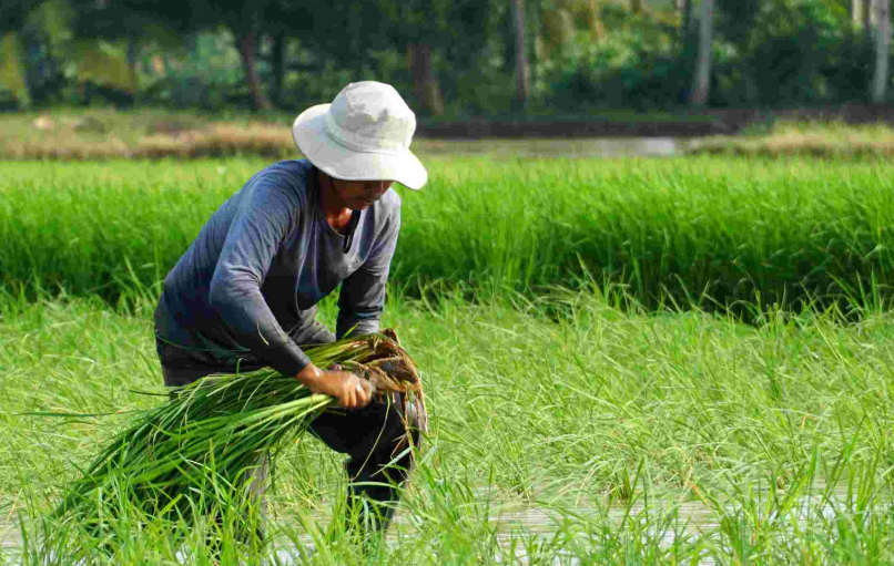 Sóc Trăng ứng dụng chuyển đổi số, hướng đến phát triển nông nghiệp bền vững