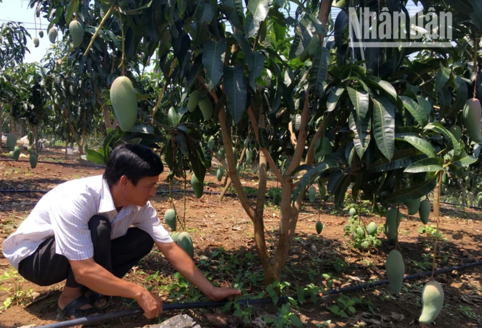 Ứng dụng công nghệ cao, phát triển nông nghiệp xanh, tuần hoàn