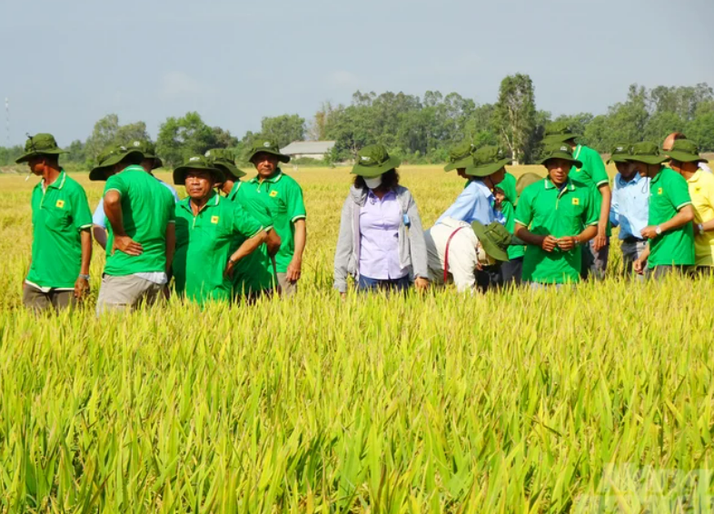 Khuyến nông 'bắt tay' doanh nghiệp canh tác lúa thông minh