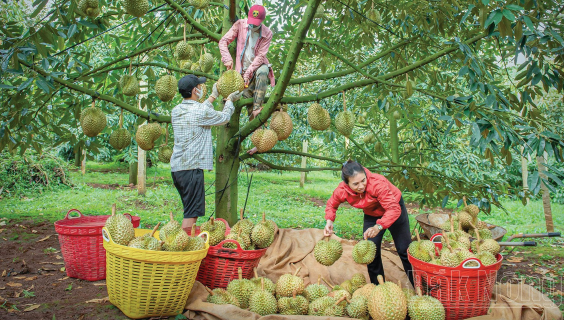 Hiệu quả từ Tam Nông