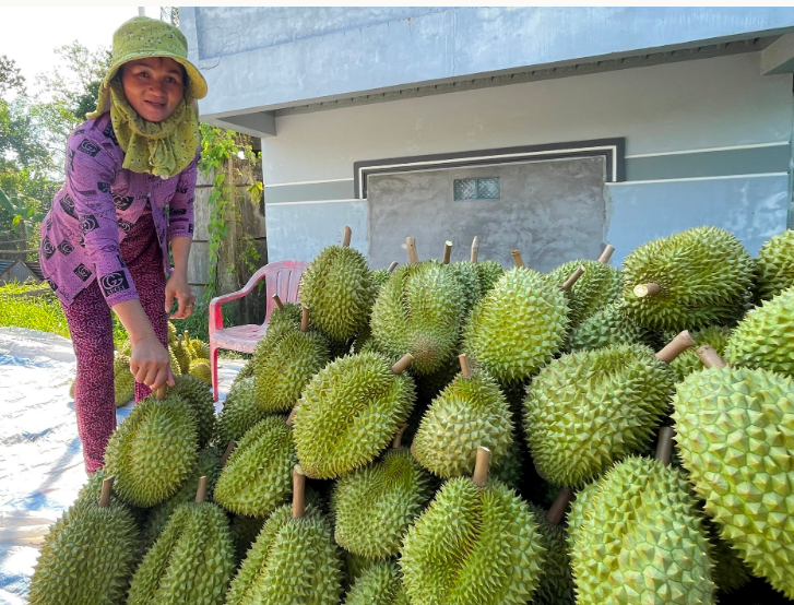 Nông dân gặp khó vì giá sầu riêng giảm sâu