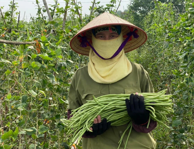 Nông nghiệp hữu cơ trên hành trình chinh phục thị trường: “Vàng thau lẫn lộn”, chứng nhận bát nháo