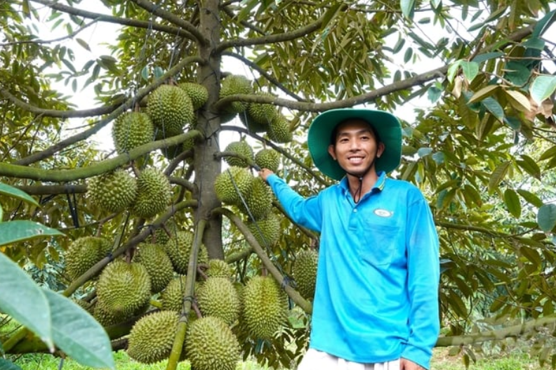 Trồng sầu riêng nghịch vụ, kiếm tiền tỷ mỗi năm