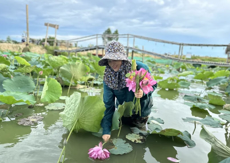 Đất trũng nở hoa sen