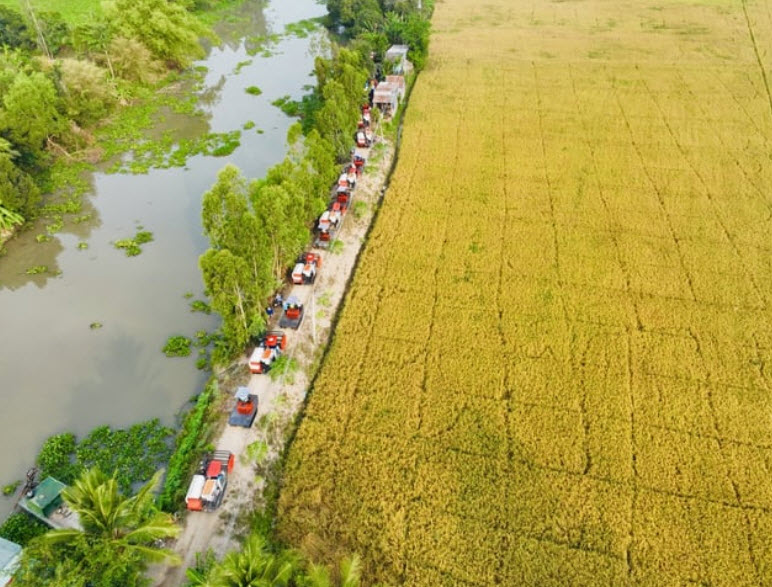 Bảo vệ đất trồng lúa cho tương lai