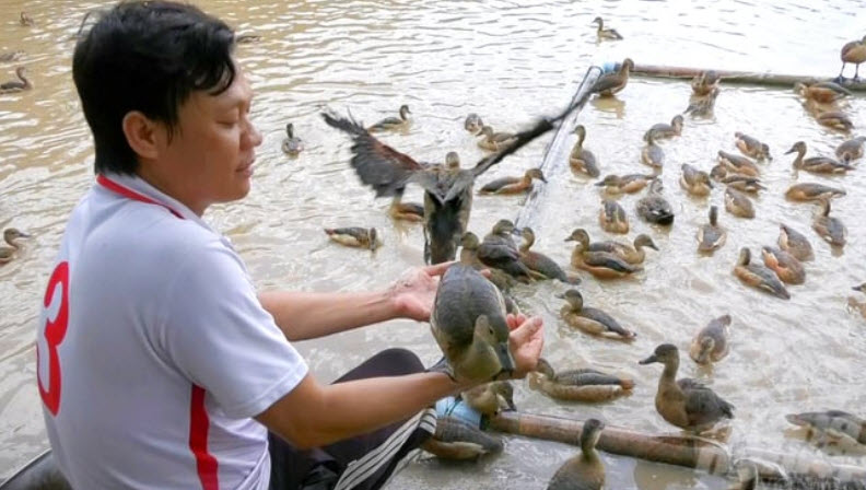 Nuôi le le, vịt trời cho thu nhập tuyệt vời!