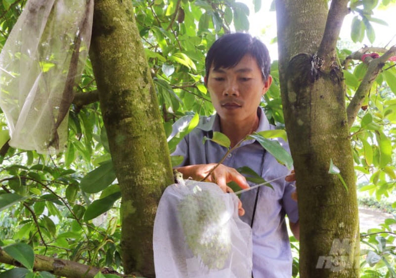 Mãng cầu Xiêm năng suất cao trên vùng đất trũng phèn