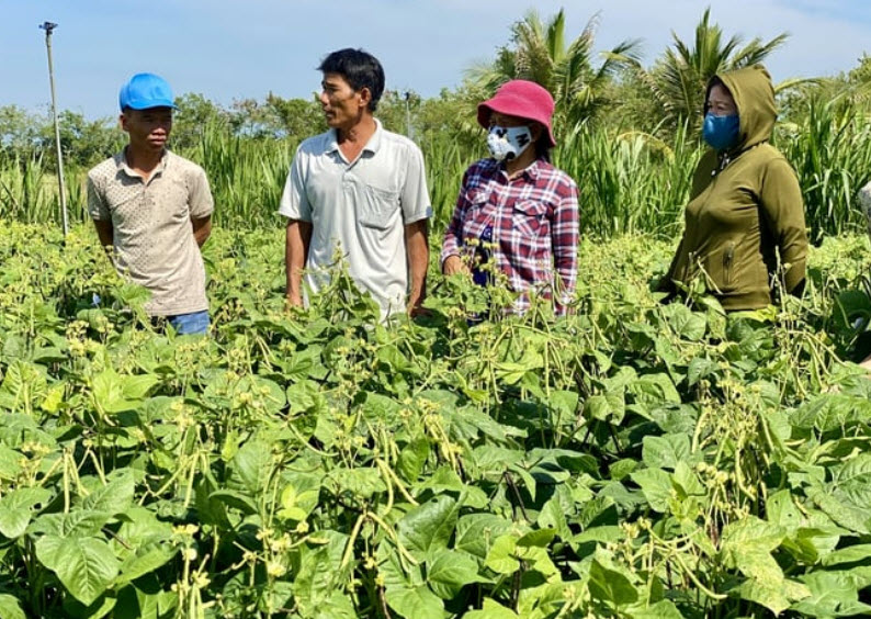 Đậu xanh cho lợi nhuận 33 triệu đồng/ha ở vùng khô hạn