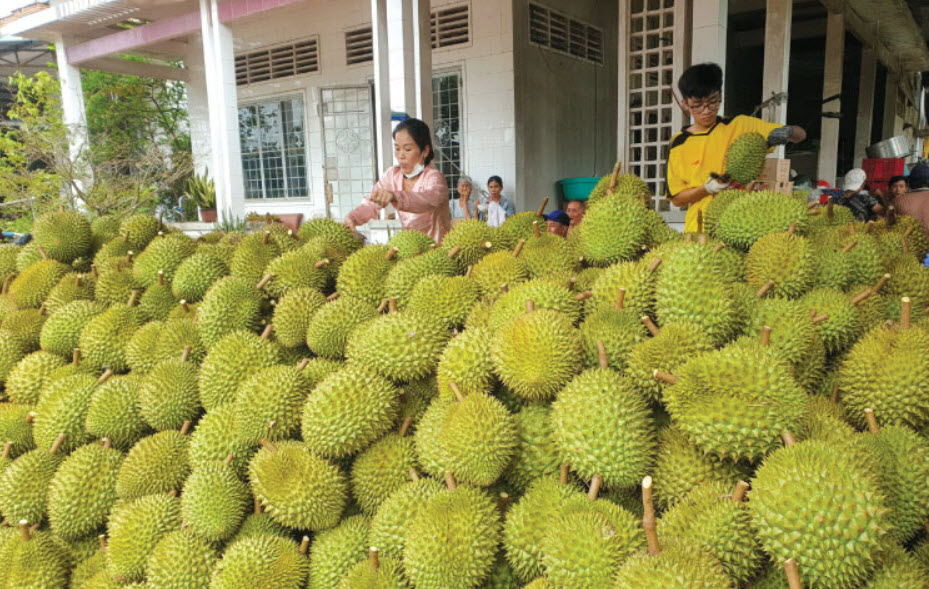 Cơ hội lớn cho ngành sầu riêng và dừa gia tăng giá trị