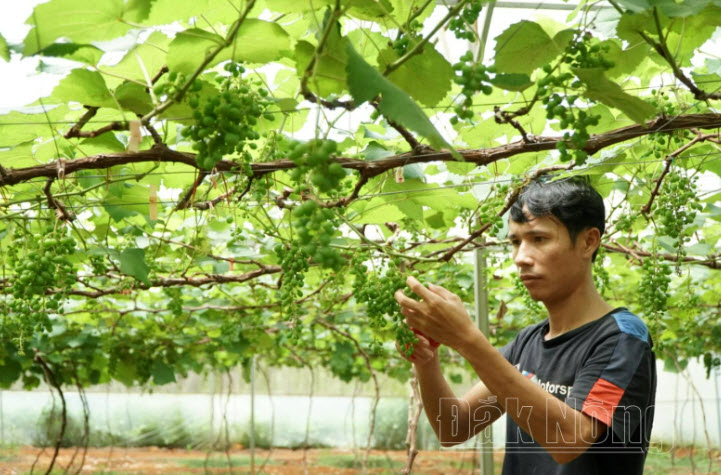 Nông nghiệp công nghệ cao bén rễ ở Đắk Nông