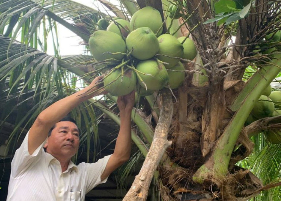 Tiềm năng dừa sáp Trà Vinh