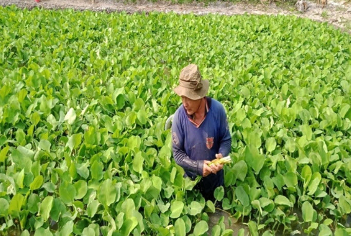 Thứ rau dại tên nghe mắc cười này được một ông nông dân Hậu Giang trồng thành công, hễ nhổ bán là hút hàng