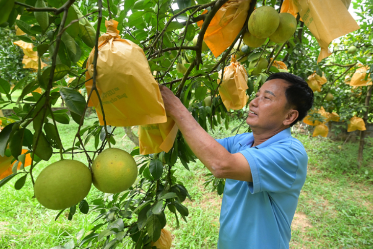 Bưởi đỏ Tân Lạc chinh phục thế giới nhờ an toàn sinh học