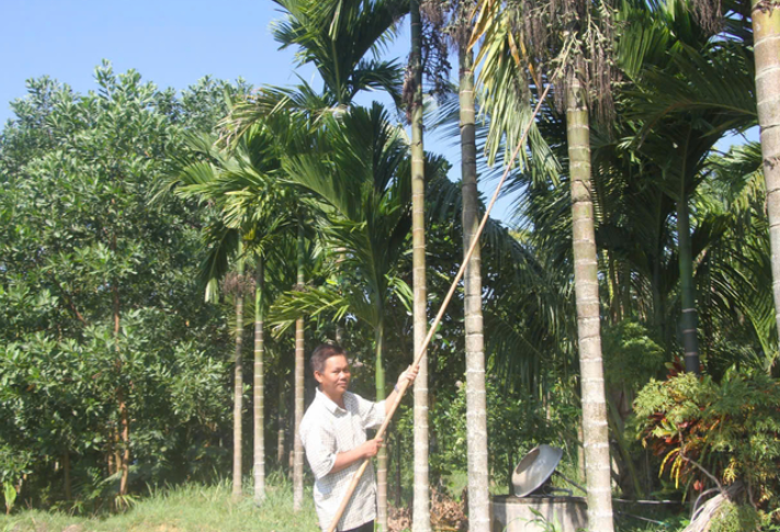 Giá cau tươi tăng đột biến, nông dân lãi lớn