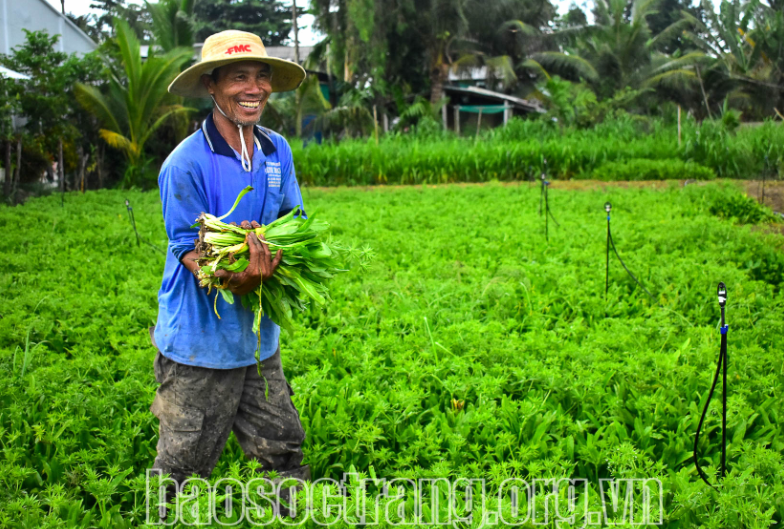 Loại rau gia vị tàu to dài, thơm cả cánh đồng, ông nông dân Sóc Trăng cắt bán hết veo, thu 1,5 triệu/ngày