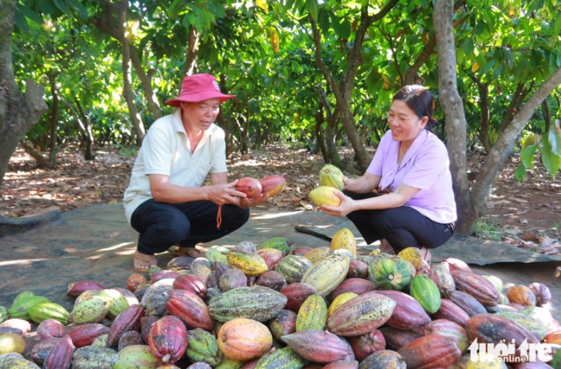 Giá ca cao tăng vọt, nông dân phấn khởi