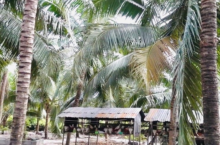 Hiệu quả từ mô hình chăn nuôi dưới tán dừa ở vùng cát khô Thiện Nghiệp