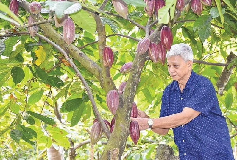 Nông dân miền Tây phất lên trông thấy nhờ trồng xen loại cây này trong vườn dừa: Chăm sóc dễ, kiếm được 5 triệu đồng/tuần
