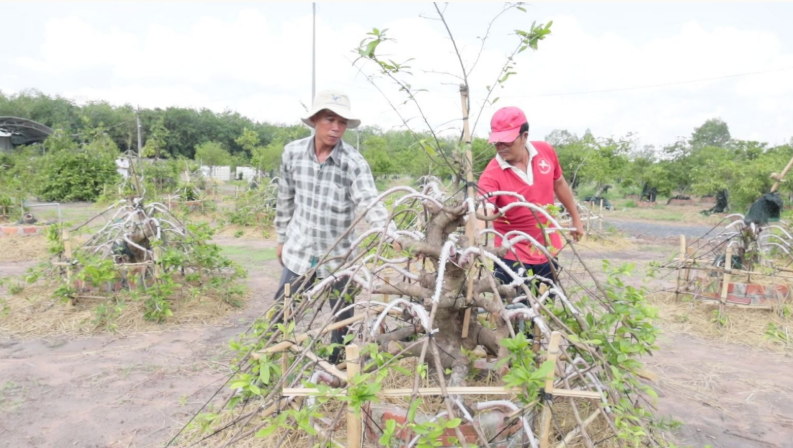 Mất 15 năm trồng loại cây "khó nhằn", người nông dân Tây Ninh hái quả ngọt cả tỷ đồng