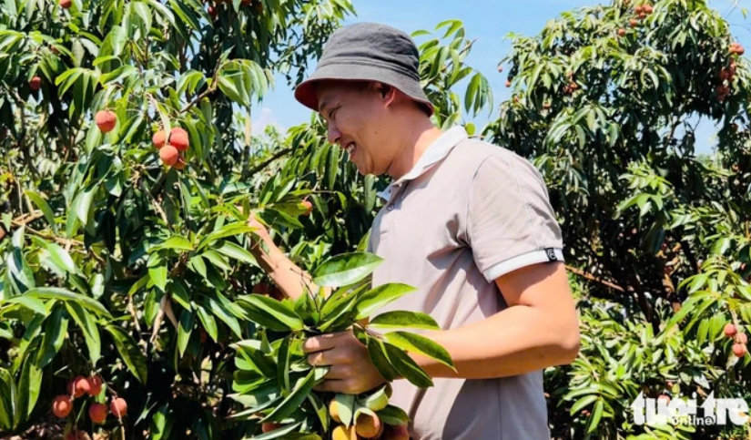 Nông dân Đắk Lắk trúng tiền tỉ nhờ vải thiều chín sớm