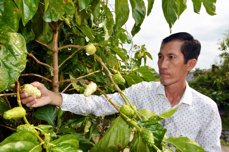 Bỏ túi hơn 1 tỉ đồng mỗi năm từ… cây nhàu