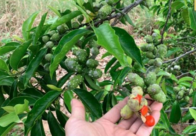 Việt Nam có 1 loại cây gia vị được ví như 'vàng ròng', thời đỉnh cao giá 600.000 đồng/kg hạt