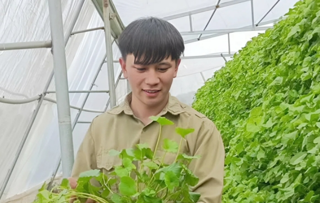 Trồng loại rau mọc dại bờ mương, 9X Quảng Ninh bỏ túi hơn 50 triệu đồng/tháng, mở ra hướng đi mới cho bản thân
