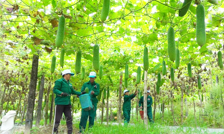 Làm giàu từ nông nghiệp chuỗi ở Đà Nẵng