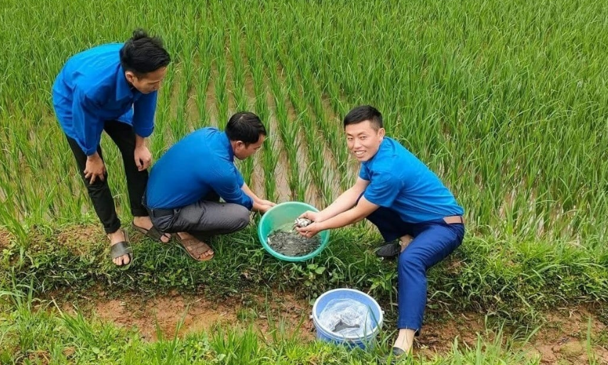 Cấy lúa xong, đồng bào Mông ở tỉnh Lào Cai lại thả con này vào ruộng, mùa thu hoạch chưa kịp mang ra chợ đã bán hết rồi