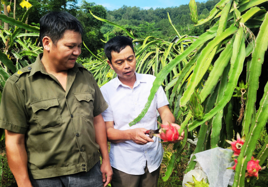 Người nông dân làm giàu từ cây thanh long