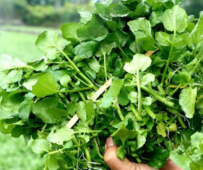 Nghề lạ ở Việt Nam: Cây rau dại mọc ở bờ mương, dân đem về trồng 15 ngày thu hoạch một lần, thành đặc sản nổi tiếng