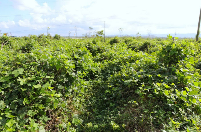 Nông dân Nghệ An thu 3,5 tỷ đồng/năm nhờ trồng thứ củ nằm sâu trong đất, biến vùng đất cằn thành “thủ phủ tinh bột sạch”