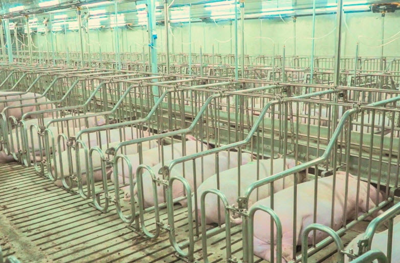 Chăn nuôi lợn bước vào kỷ nguyên công nghệ cao