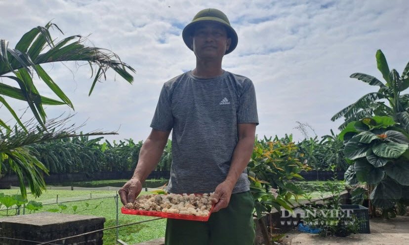 Nuôi thứ ốc đặc sản, bơi lừ đừ dưới ao hoa súng, hễ nói bán là hết sạch, anh nông dân Hải Phòng bỏ túi tiền tỷ/năm