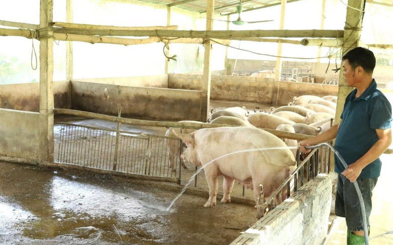 Bảo vệ đàn lợn qua mô hình chăn nuôi không tiếp xúc