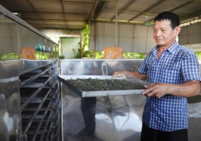 Nông dân xứ Nghệ hái 'quả ngọt' nhờ trồng cây chè chát