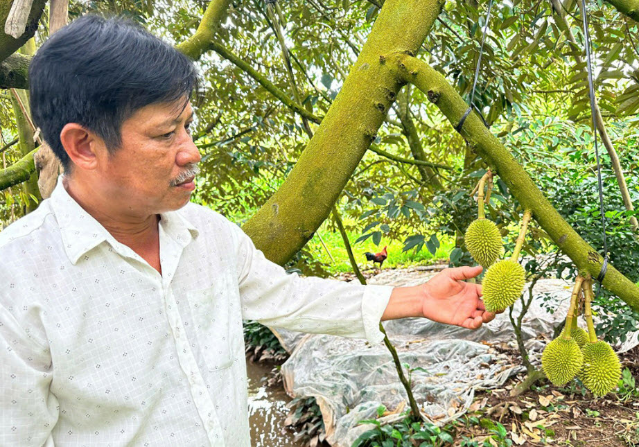 Đam mê ‘cây tỷ đô’, anh nông dân ở xứ cù lao thu hàng tỷ đồng mỗi năm