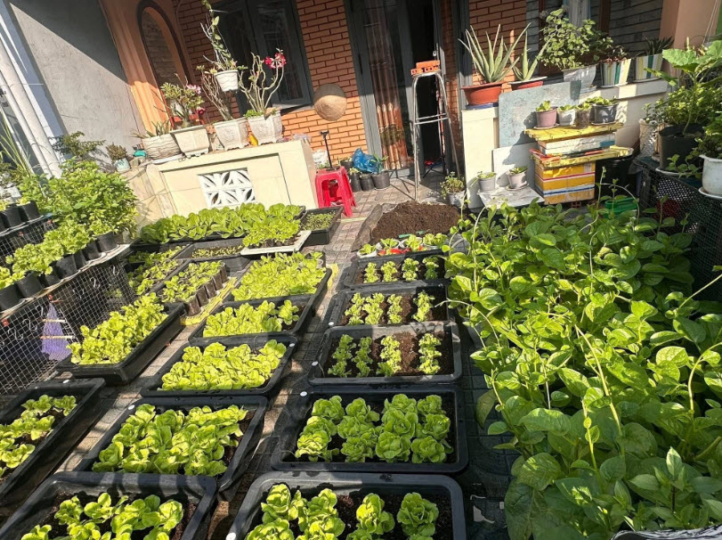 Vườn rau sân thượng xanh mướt ở TP.HCM: Bí quyết từ… bã đậu nành và cá